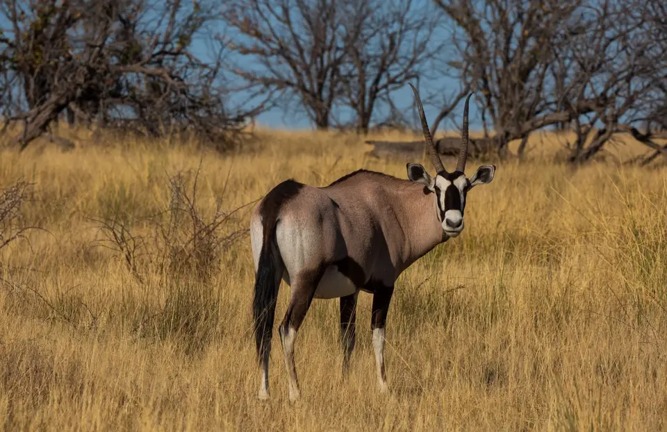 Namibia_Etosha_1059.jpg
