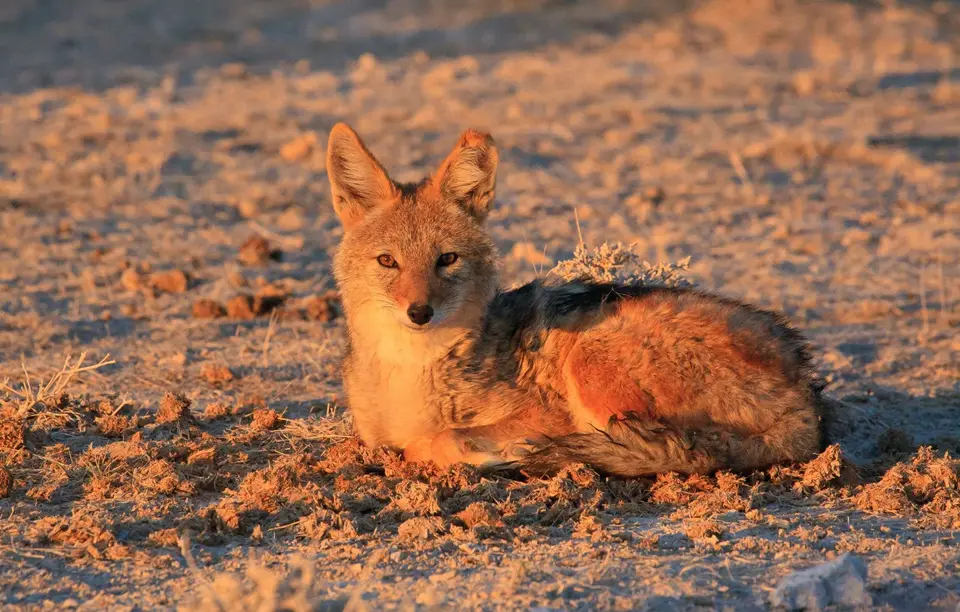 Namibia_Etosha_106.jpg