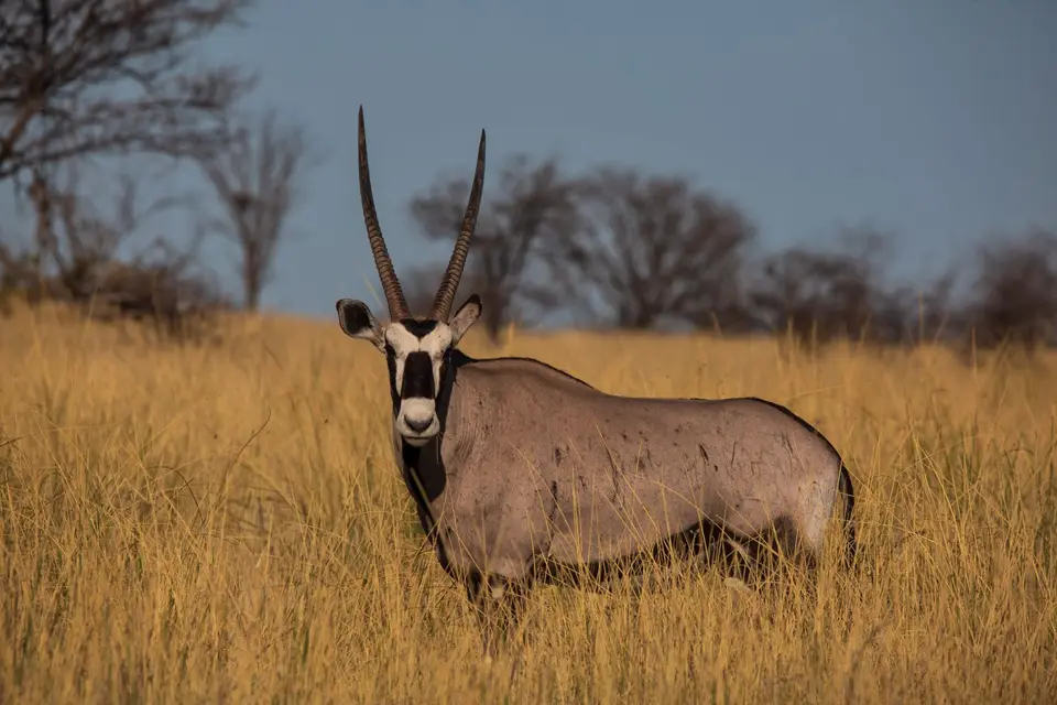 Namibia_Etosha_1060.jpg