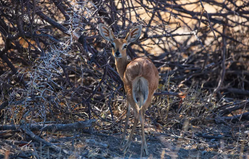 Namibia_Etosha_1062.jpg