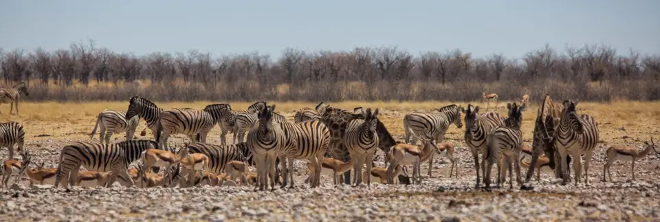 Namibia_Etosha_1063.jpg