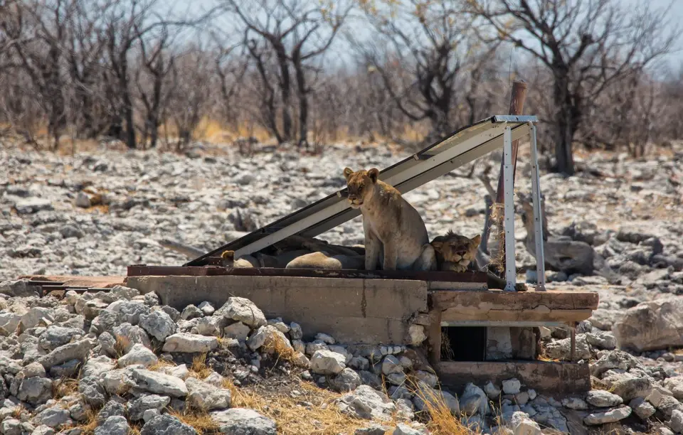 Namibia_Etosha_1064.jpg