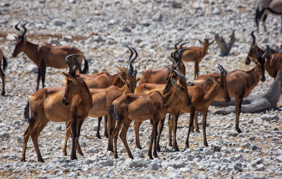 Namibia_Etosha_1067.jpg