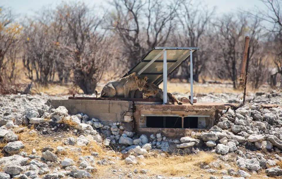 Namibia_Etosha_1068.jpg