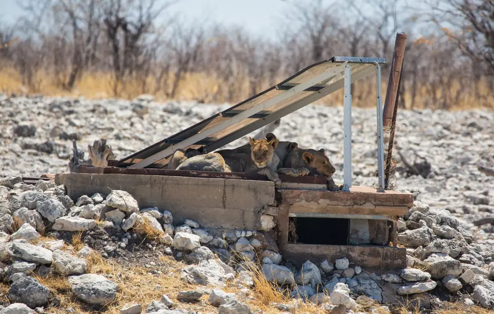 Namibia_Etosha_1069.jpg