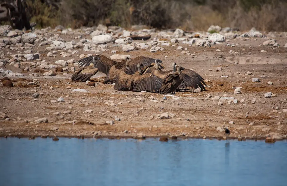 Namibia_Etosha_1071.jpg