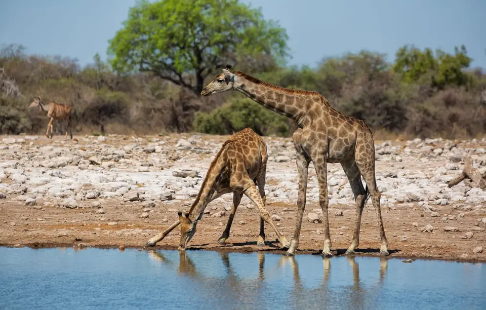 Namibia_Etosha_1072.jpg