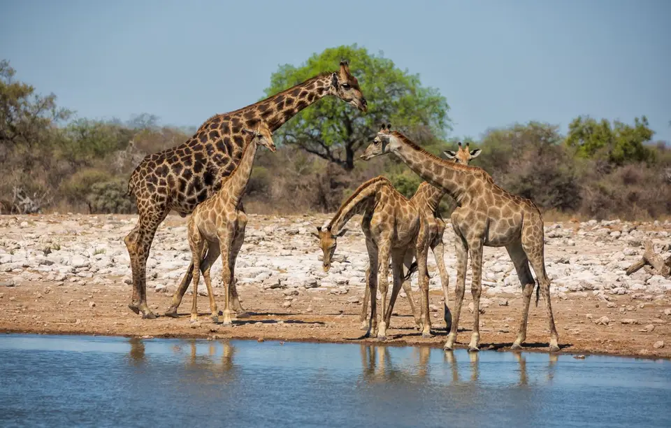 Namibia_Etosha_1073.jpg