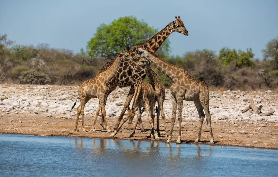 Namibia_Etosha_1074.jpg