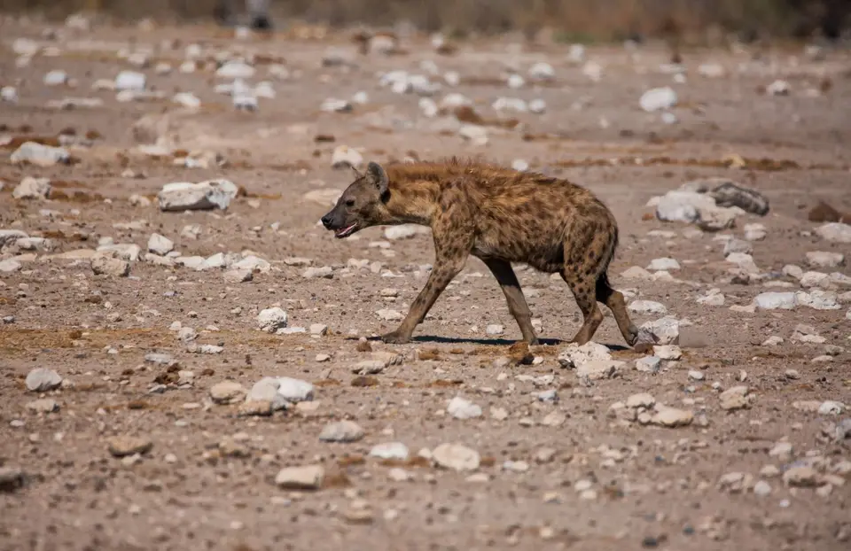 Namibia_Etosha_1075.jpg