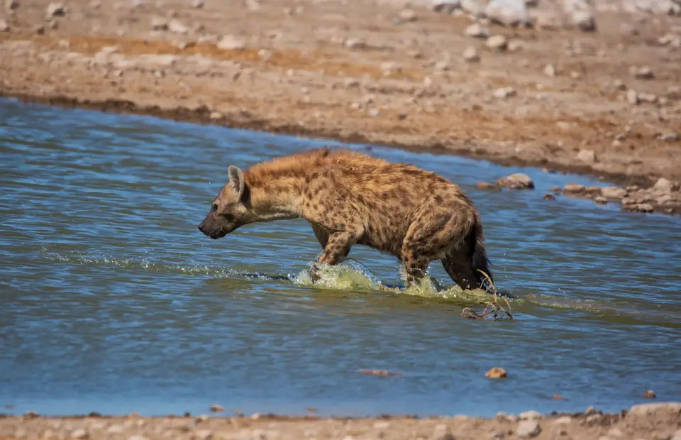 Namibia_Etosha_1076.jpg