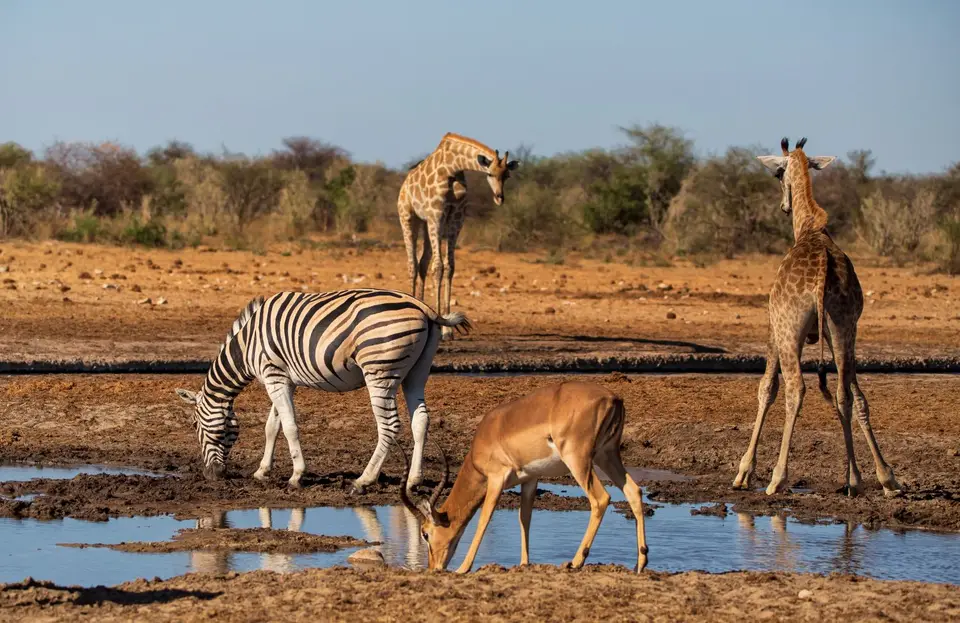 Namibia_Etosha_1077.jpg