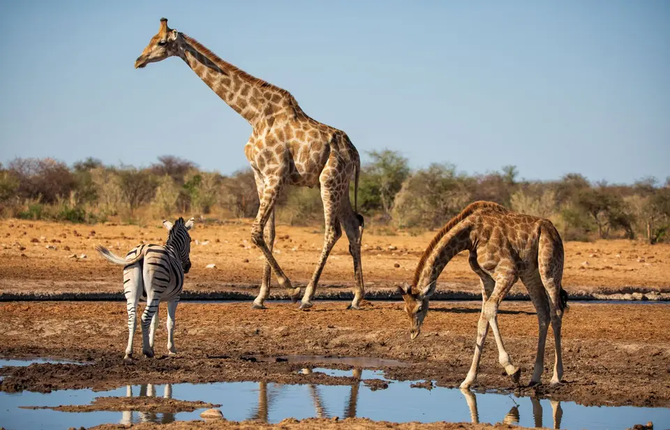 Namibia_Etosha_1078.jpg