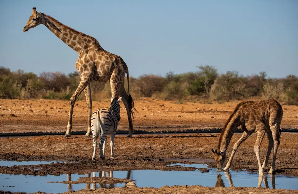 Namibia_Etosha_1079.jpg