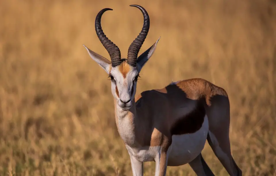 Namibia_Etosha_1081.jpg