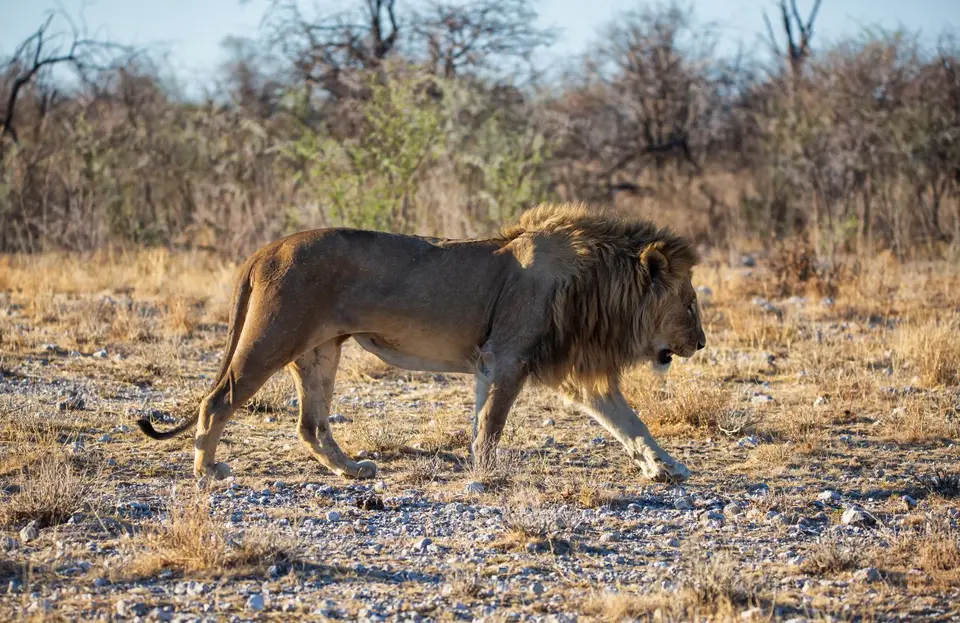Namibia_Etosha_1082.jpg