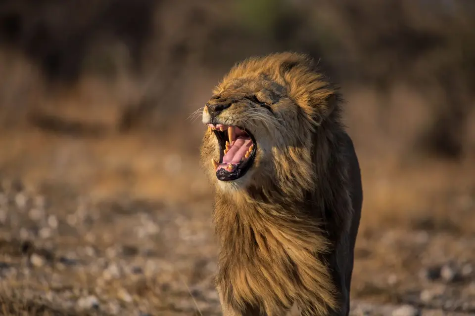 Namibia_Etosha_1084.jpg