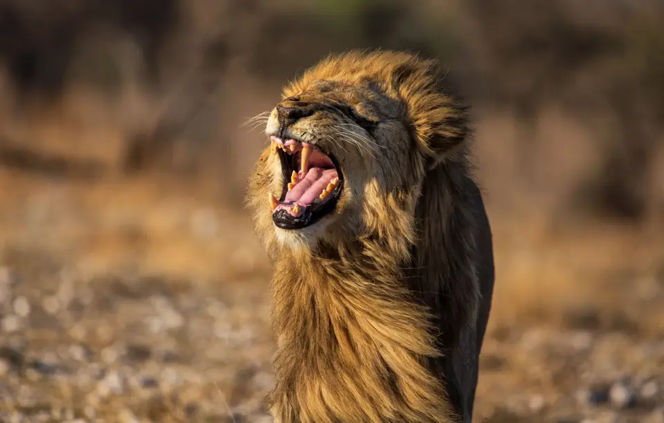 Namibia_Etosha_1085.jpg
