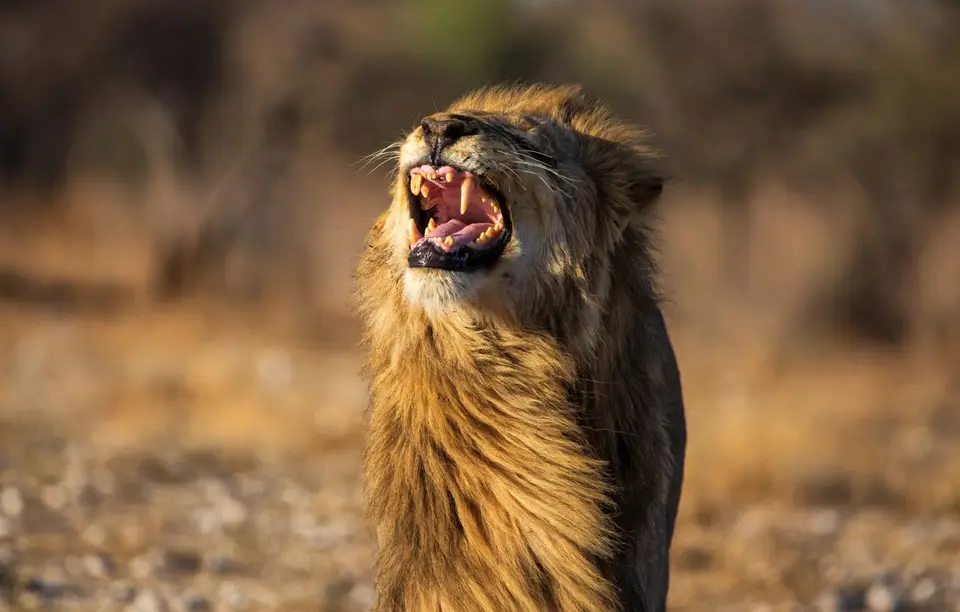 Namibia_Etosha_1086.jpg