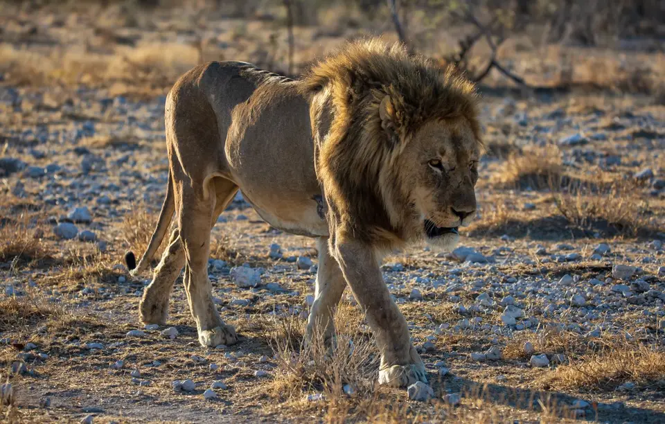 Namibia_Etosha_1088.jpg