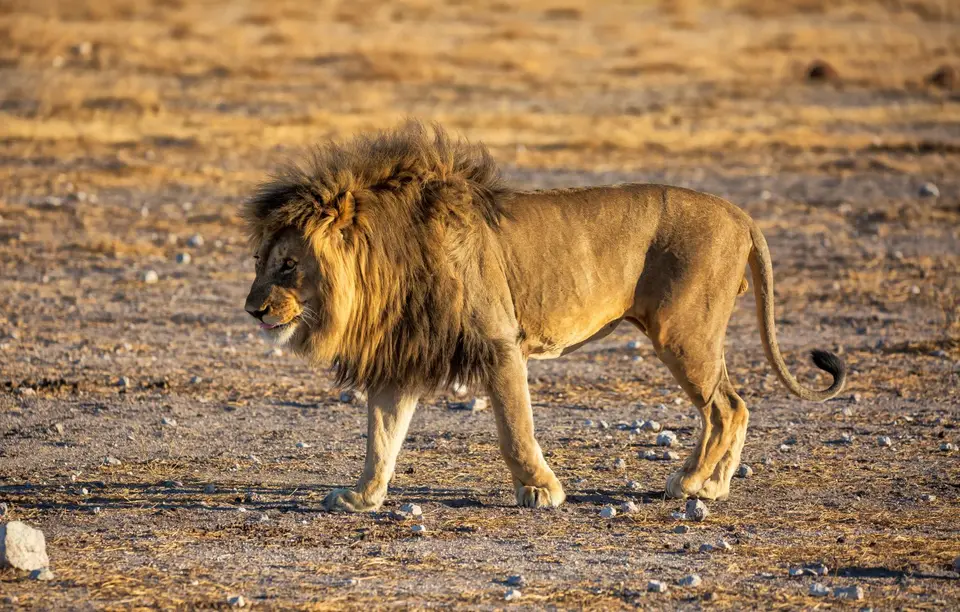 Namibia_Etosha_1089.jpg