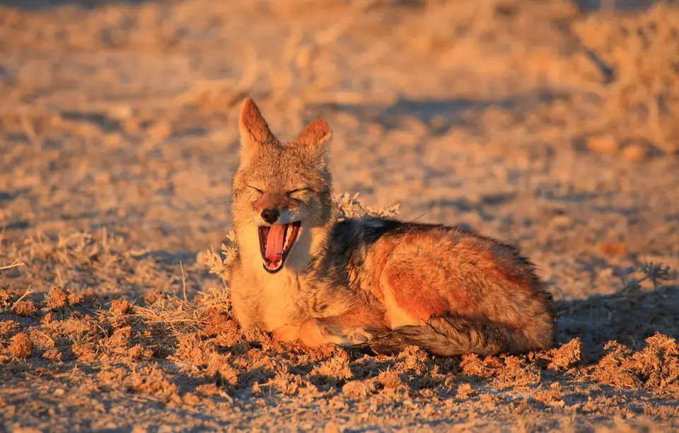 Namibia_Etosha_109.jpg