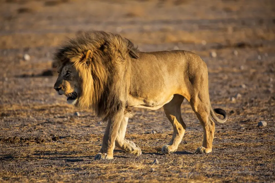 Namibia_Etosha_1091.jpg