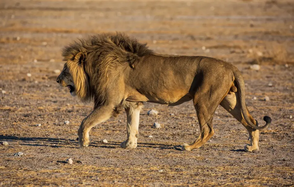 Namibia_Etosha_1093.jpg