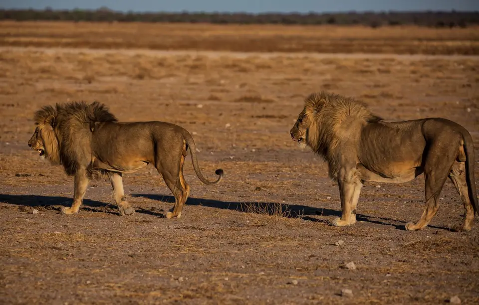 Namibia_Etosha_1094.jpg