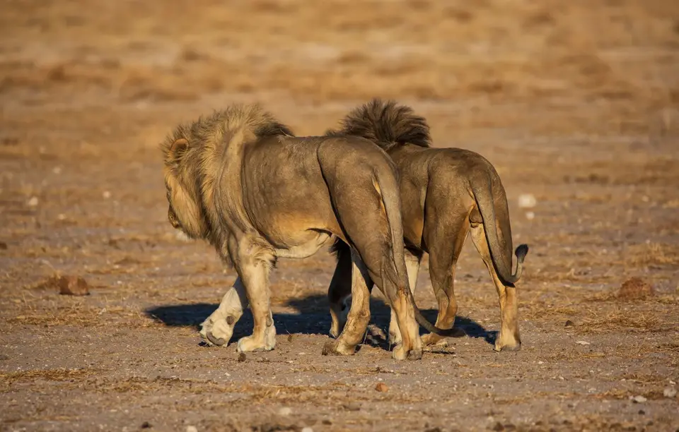 Namibia_Etosha_1095.jpg