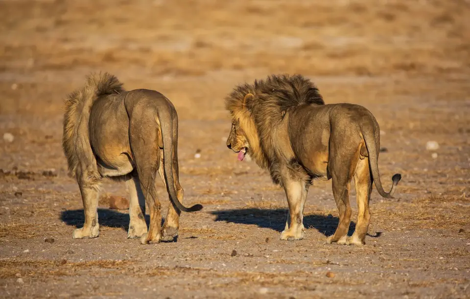 Namibia_Etosha_1096.jpg