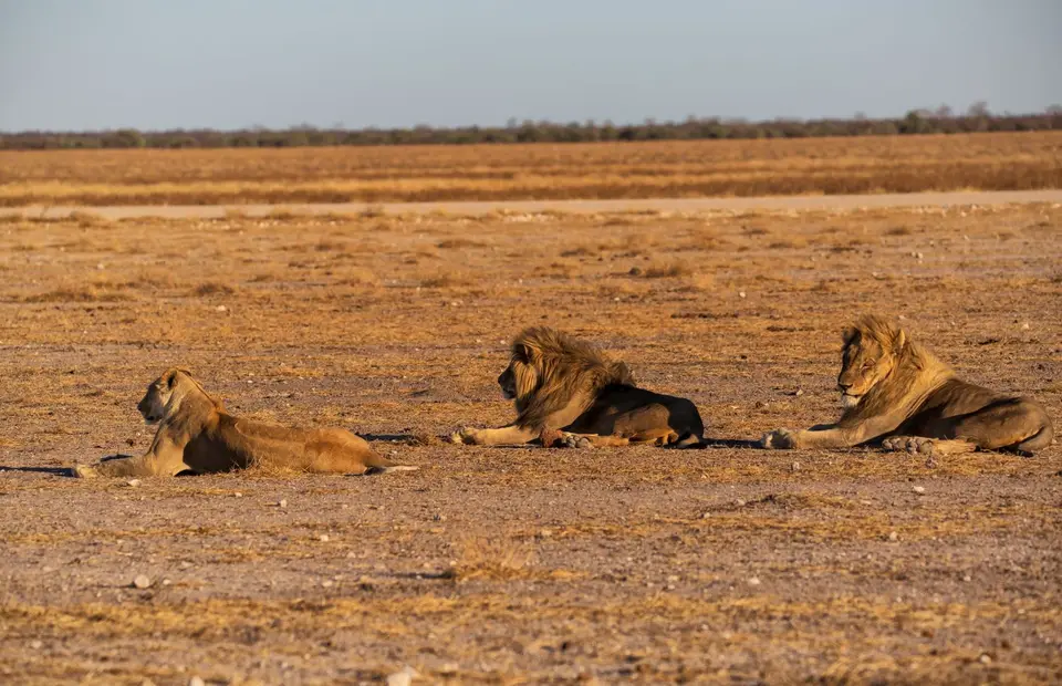 Namibia_Etosha_1098.jpg