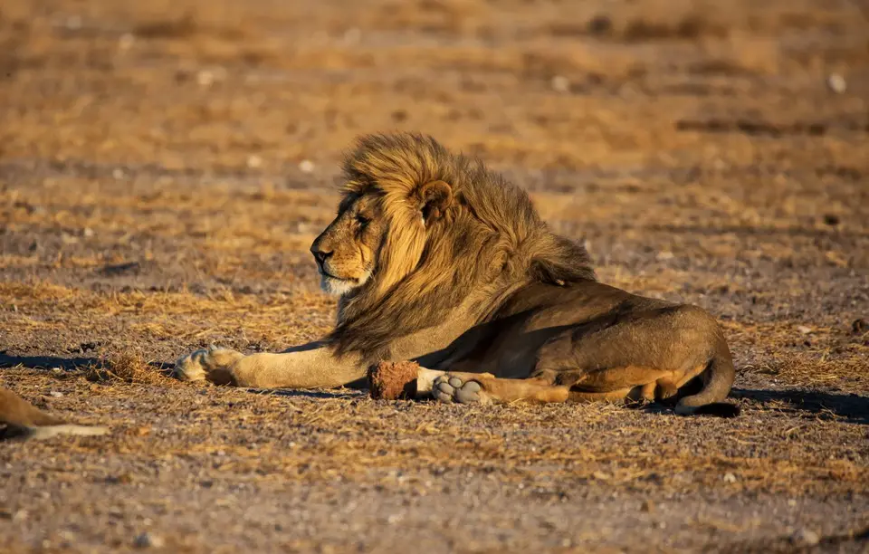 Namibia_Etosha_1099.jpg