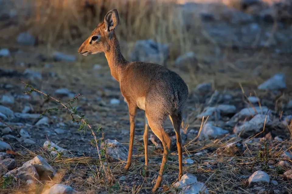 Namibia_Etosha_1100.jpg