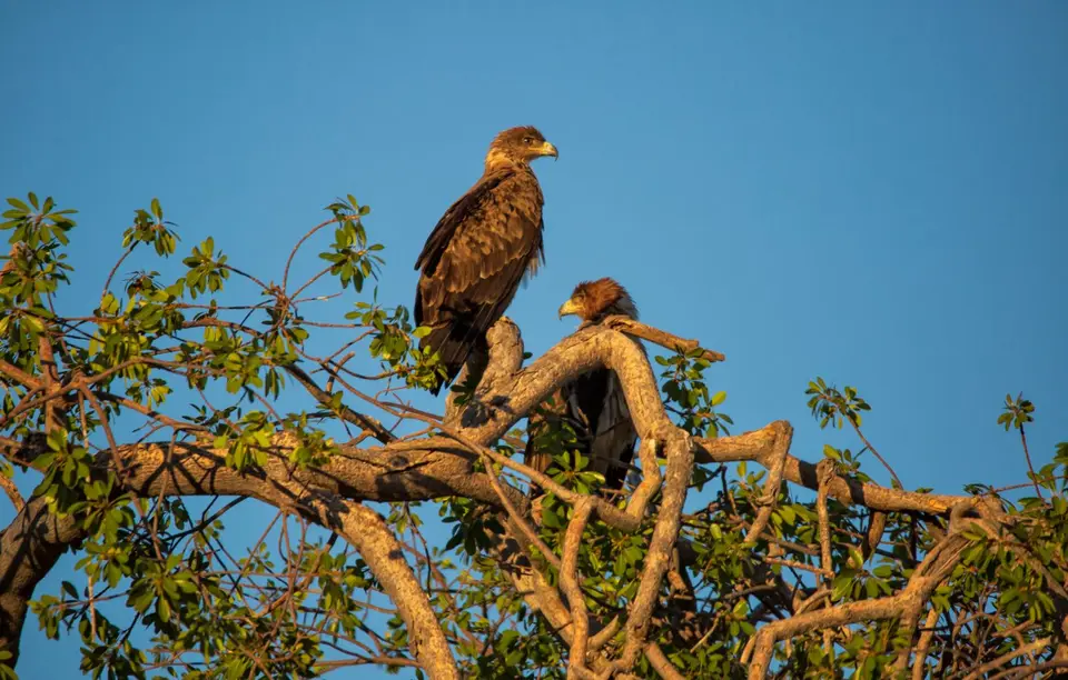 Namibia_Etosha_1101.jpg