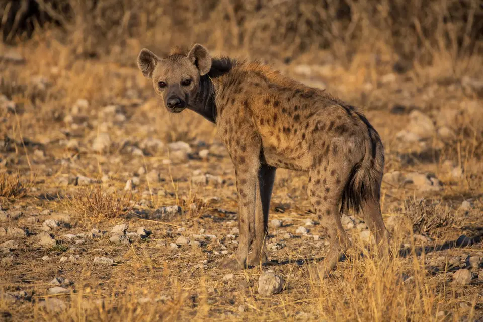 Namibia_Etosha_1102.jpg