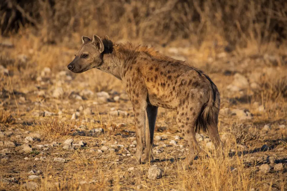 Namibia_Etosha_1103.jpg