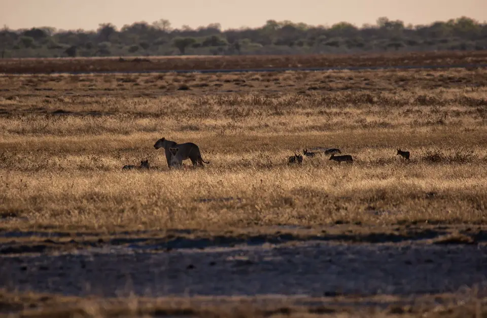 Namibia_Etosha_1104.jpg