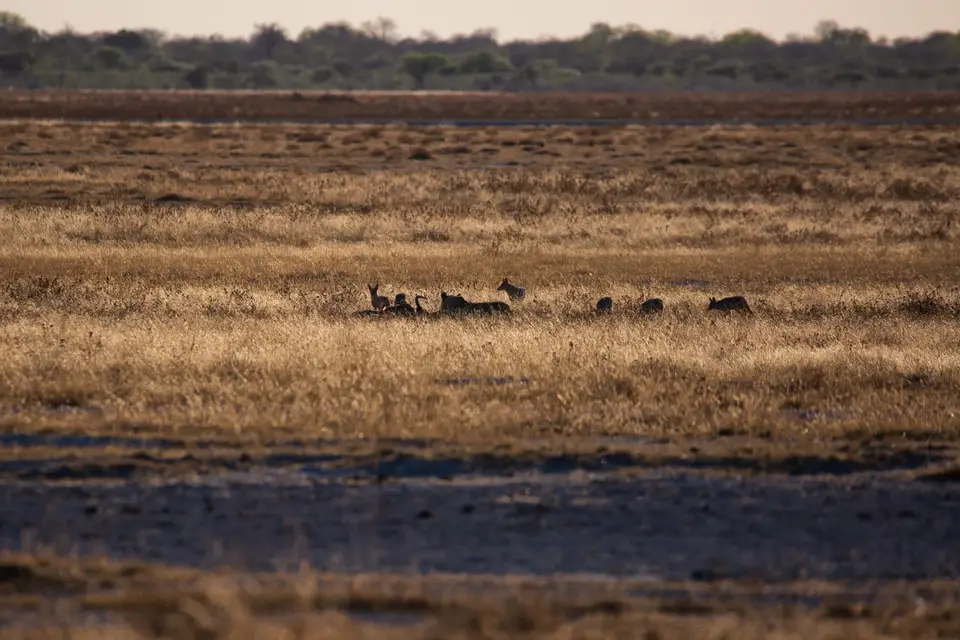 Namibia_Etosha_1105.jpg