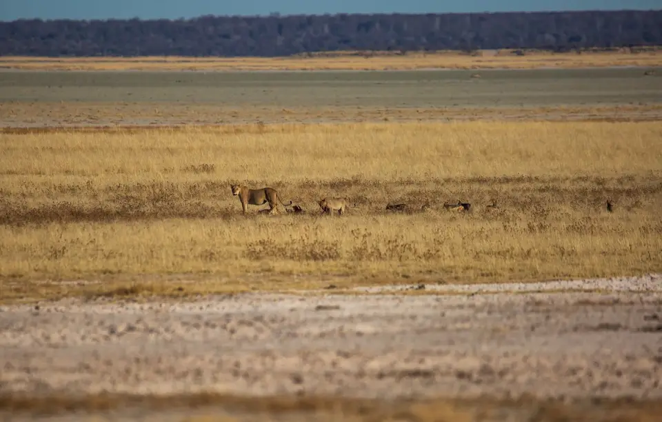 Namibia_Etosha_1106.jpg