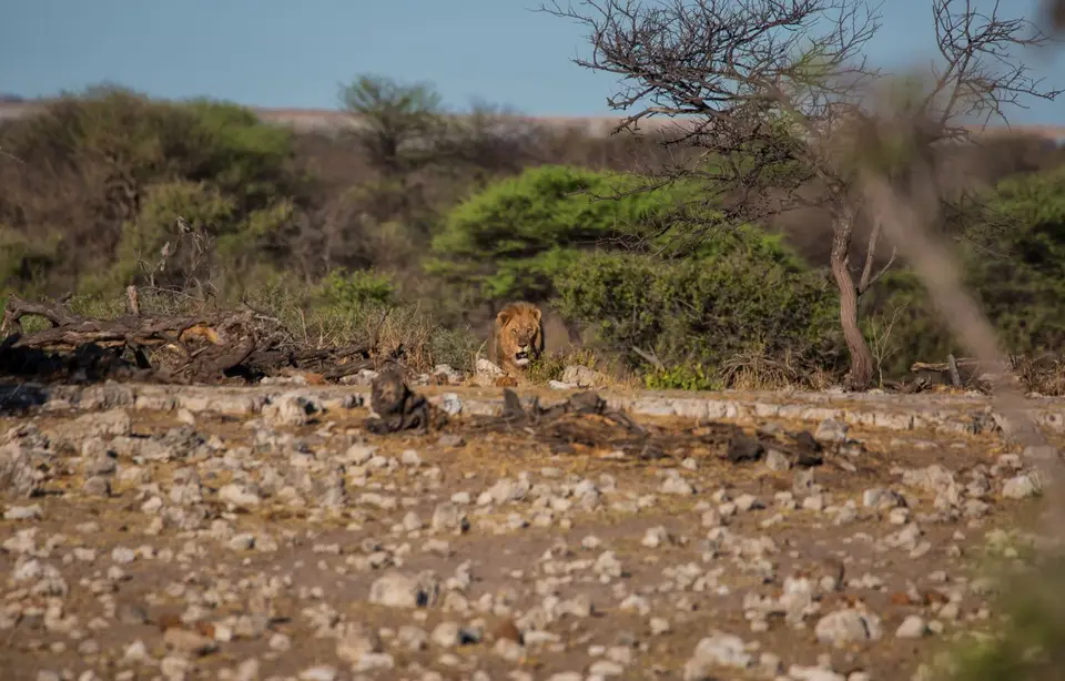Namibia_Etosha_1107.jpg