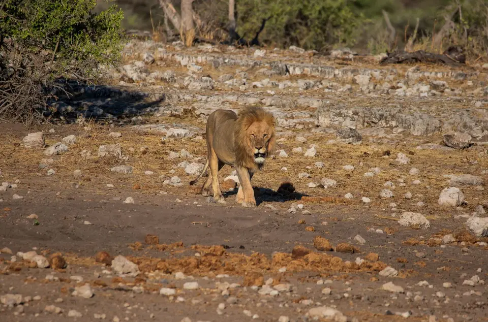 Namibia_Etosha_1108.jpg