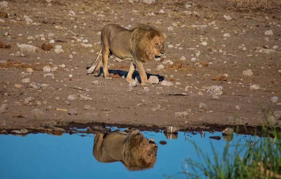 Namibia_Etosha_1109.jpg