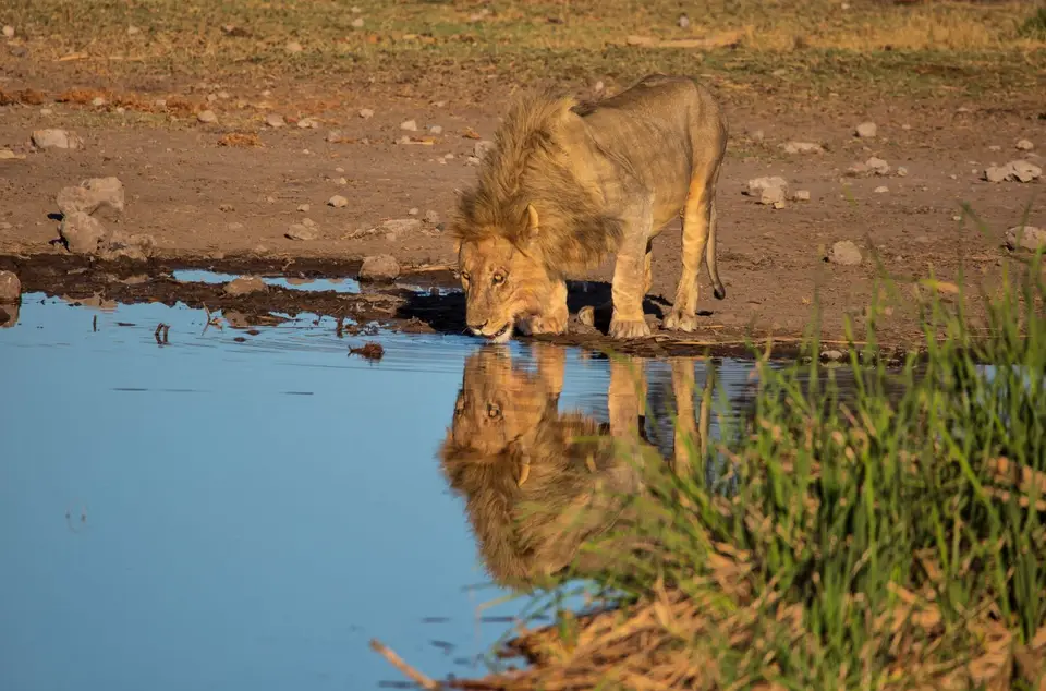Namibia_Etosha_1110.jpg