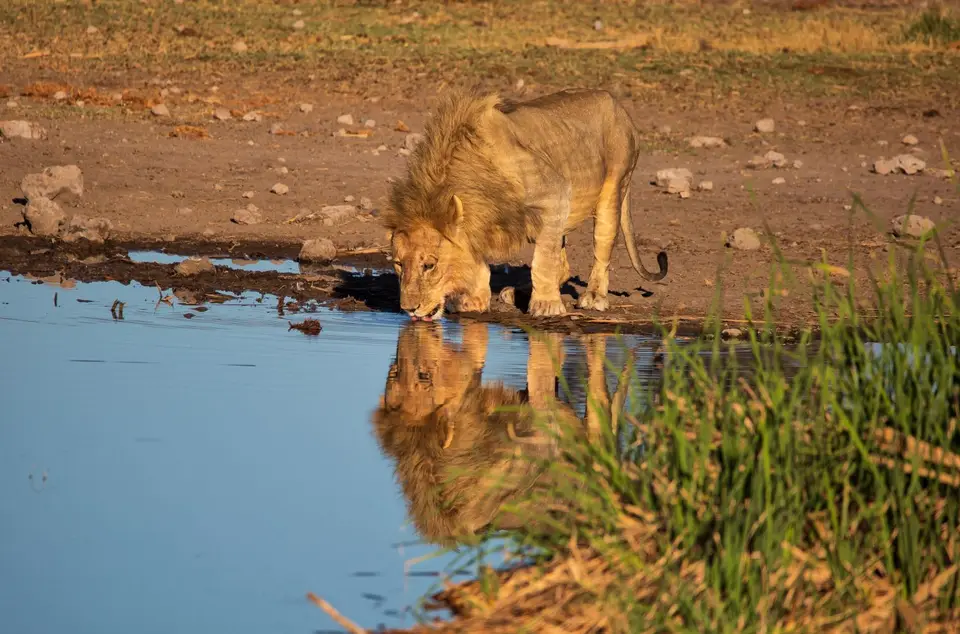 Namibia_Etosha_1111.jpg
