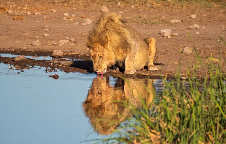 Namibia_Etosha_1112.jpg
