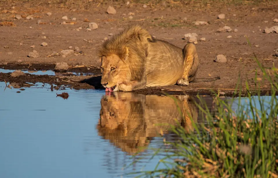 Namibia_Etosha_1113.jpg