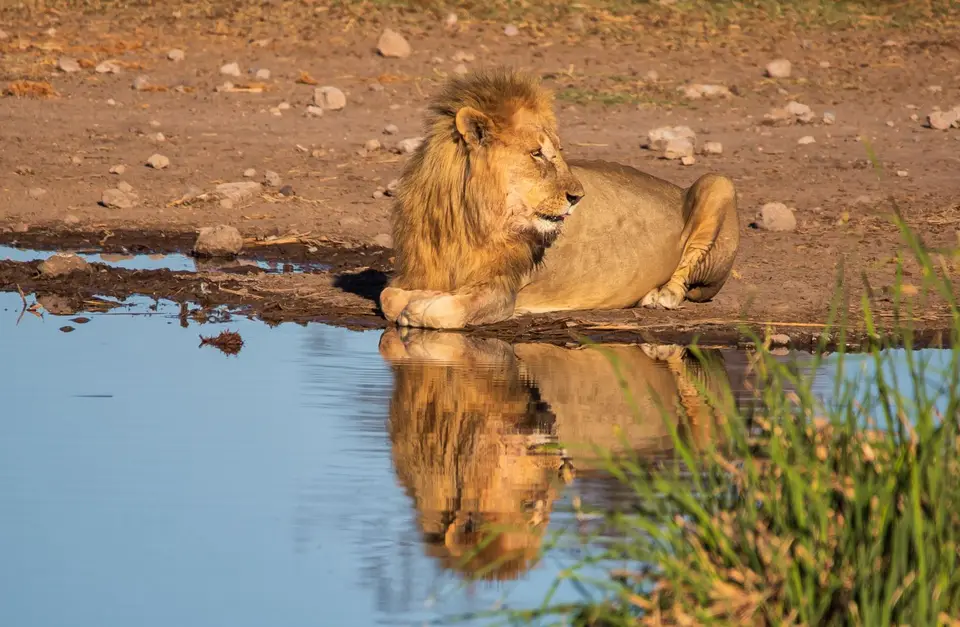 Namibia_Etosha_1114.jpg