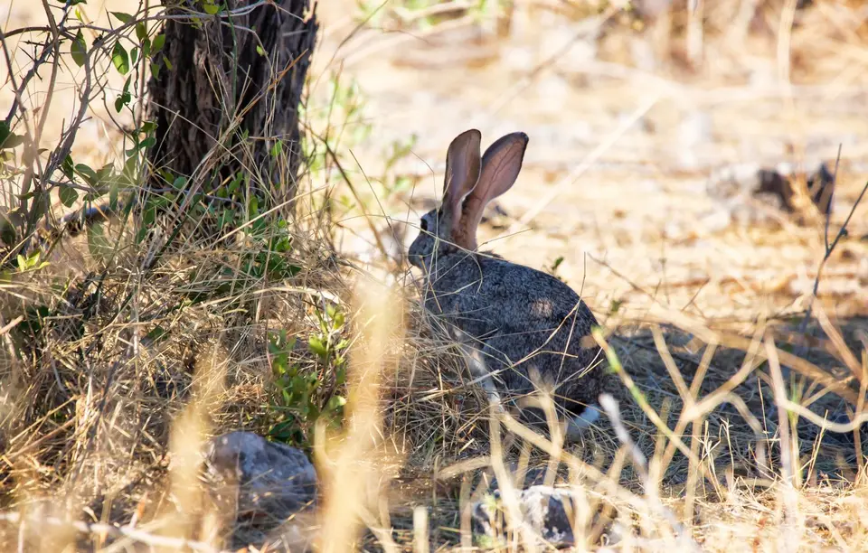 Namibia_Etosha_1115.jpg