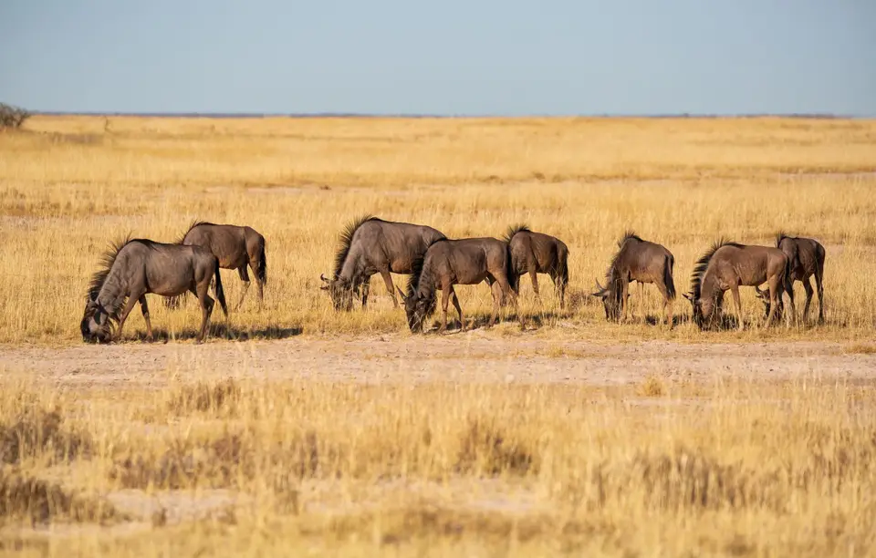Namibia_Etosha_1116.jpg
